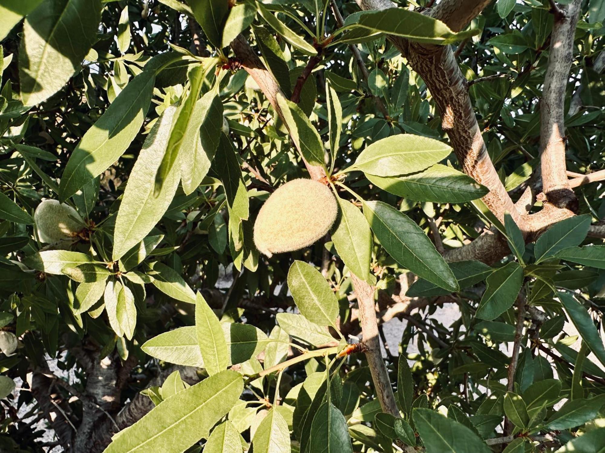 Finca Ocha - Calblanque Los Belones Eksteriør billede